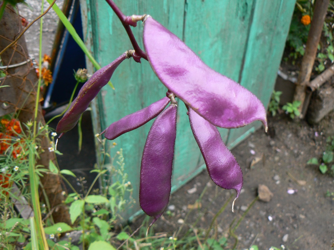 Image of Dolichos purpureus specimen.