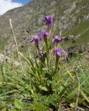 Gentianella caucasea. Цветущее растение. Кабардино-Балкария, Черекский р-н, Кабардино-Балкарский высокогорный заповедник, Мижиргийское ущелье, ≈ 2400 м н.у.м., близ ручья Гидан, альпийский луг. 17.08.2021.