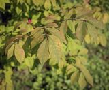 Euonymus alatus. Верхушка веточки (листья в осенней окраске). Москва, ГБС, Японский сад. 31.08.2021.