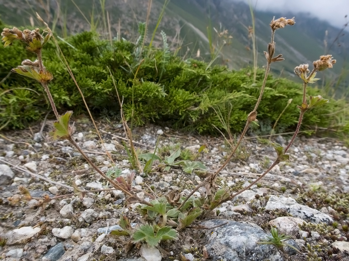 Изображение особи род Alchemilla.