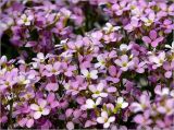 Arabis × arendsii