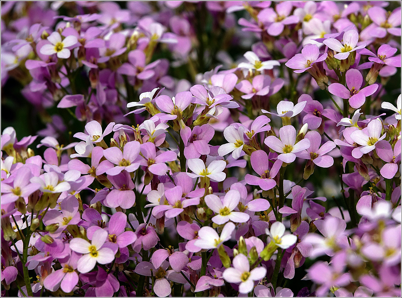 Image of Arabis &times; arendsii specimen.