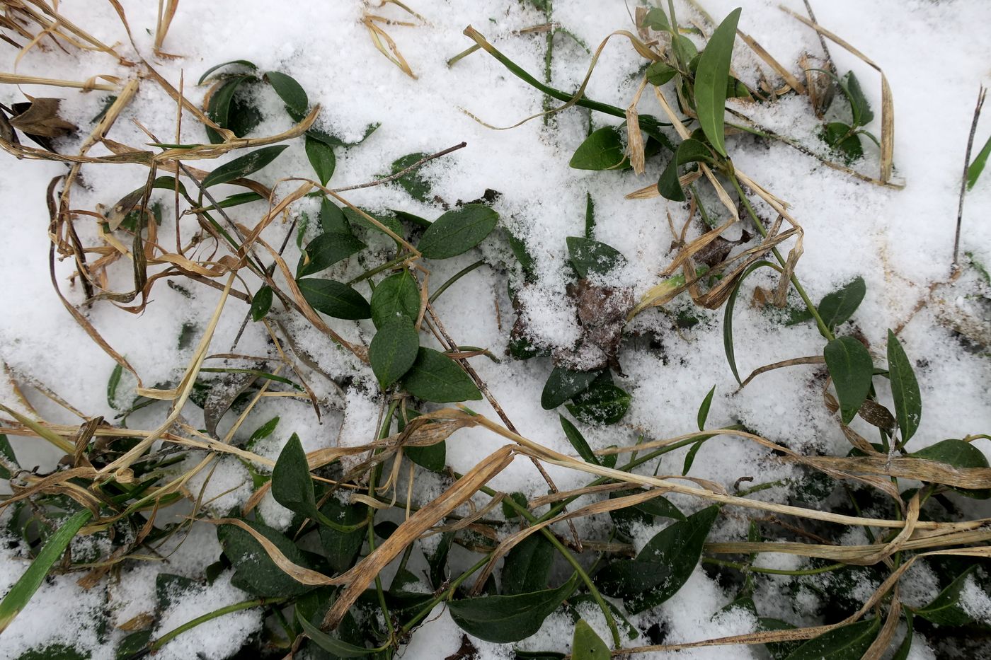 Изображение особи Vinca minor.