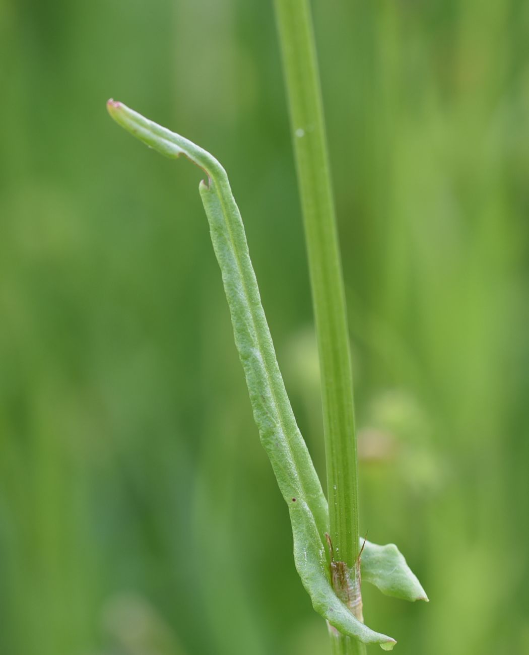 Image of Rumex acetosa specimen.