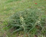 Astragalus aleppicus. Цветущее растение. Израиль, горы Самарии, восточная часть, окр. поселения Машкиот, пологая верхушка скалы. 21.02.2022.