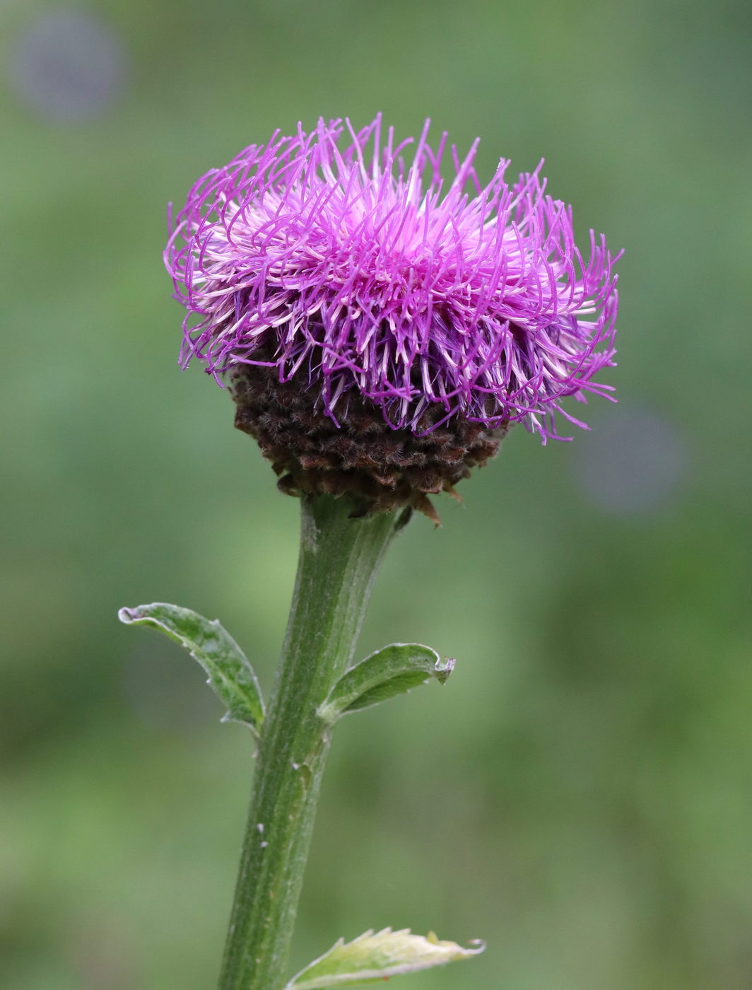 Изображение особи Stemmacantha carthamoides.