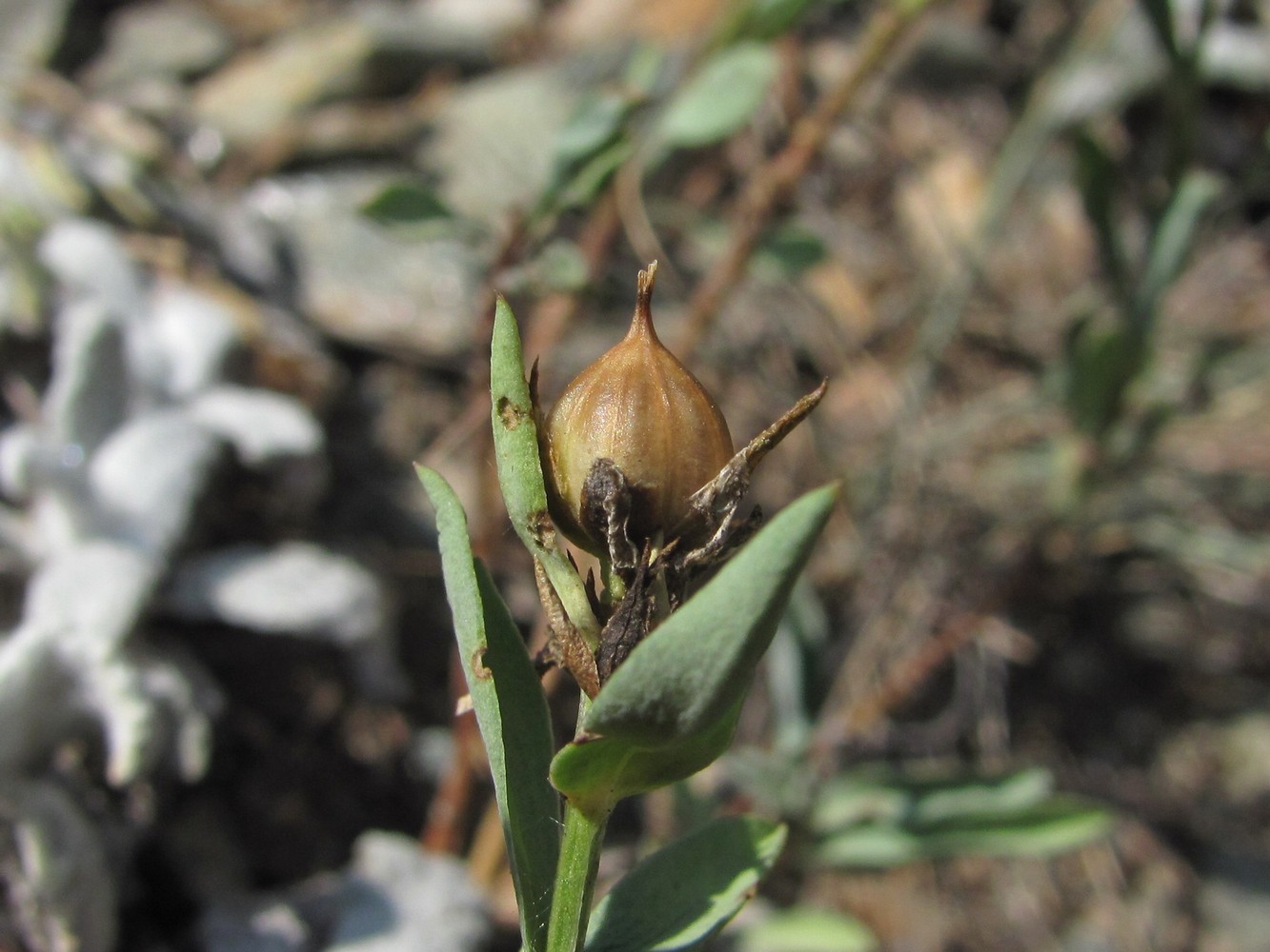 Image of Linum alexeenkoanum specimen.