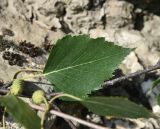 Betula pendula