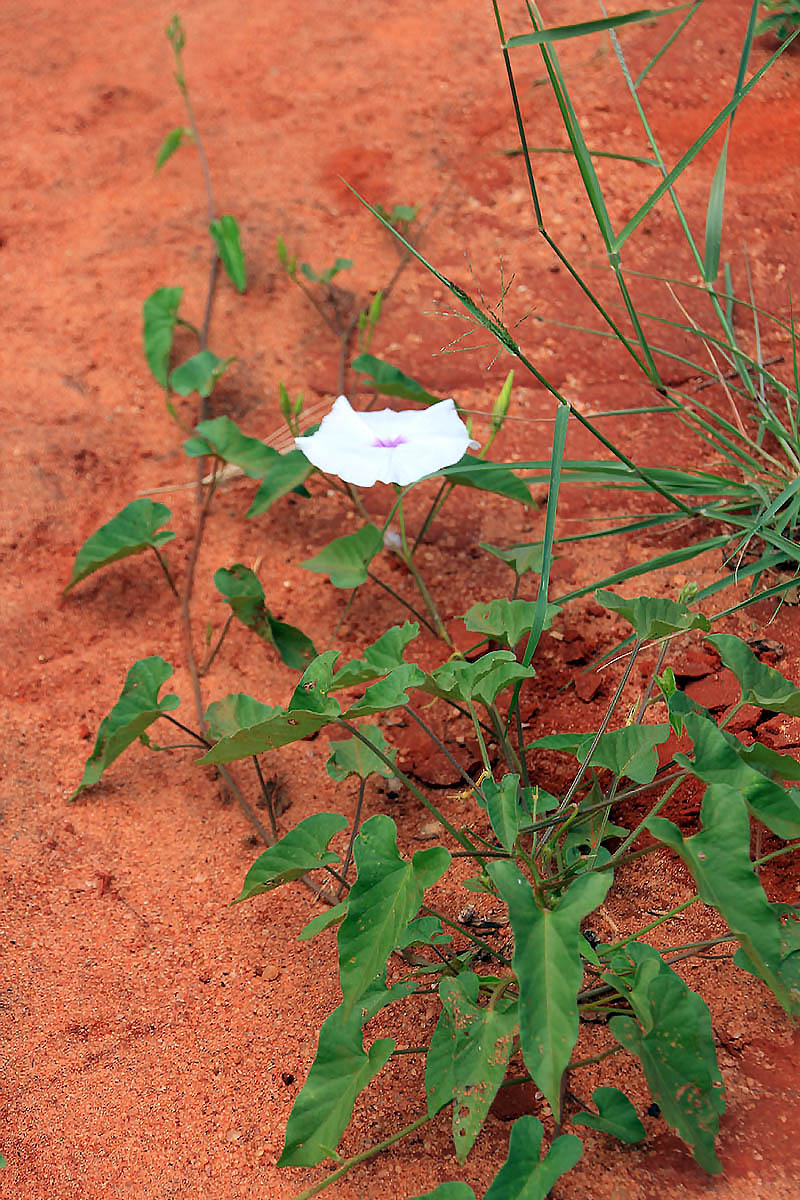 Image of familia Convolvulaceae specimen.