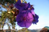 familia Melastomataceae. Цветки. Папуа Новая Гвинея, регион Уэстерн-Хайлендс, окр. Camp JJ Komane mambuno. 22.08.2009.