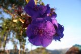 семейство Melastomataceae. Цветки. Папуа Новая Гвинея, регион Уэстерн-Хайлендс, окр. Camp JJ Komane mambuno. 22.08.2009.