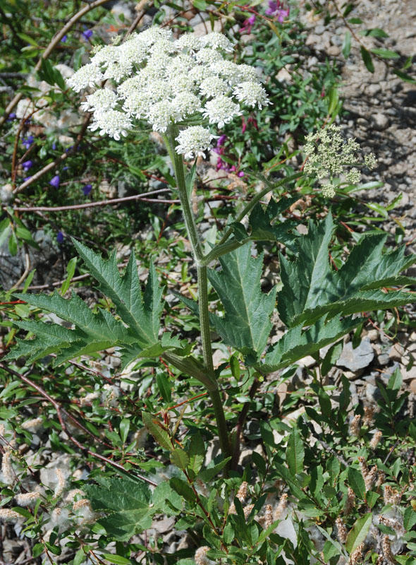 Изображение особи Heracleum dissectum.