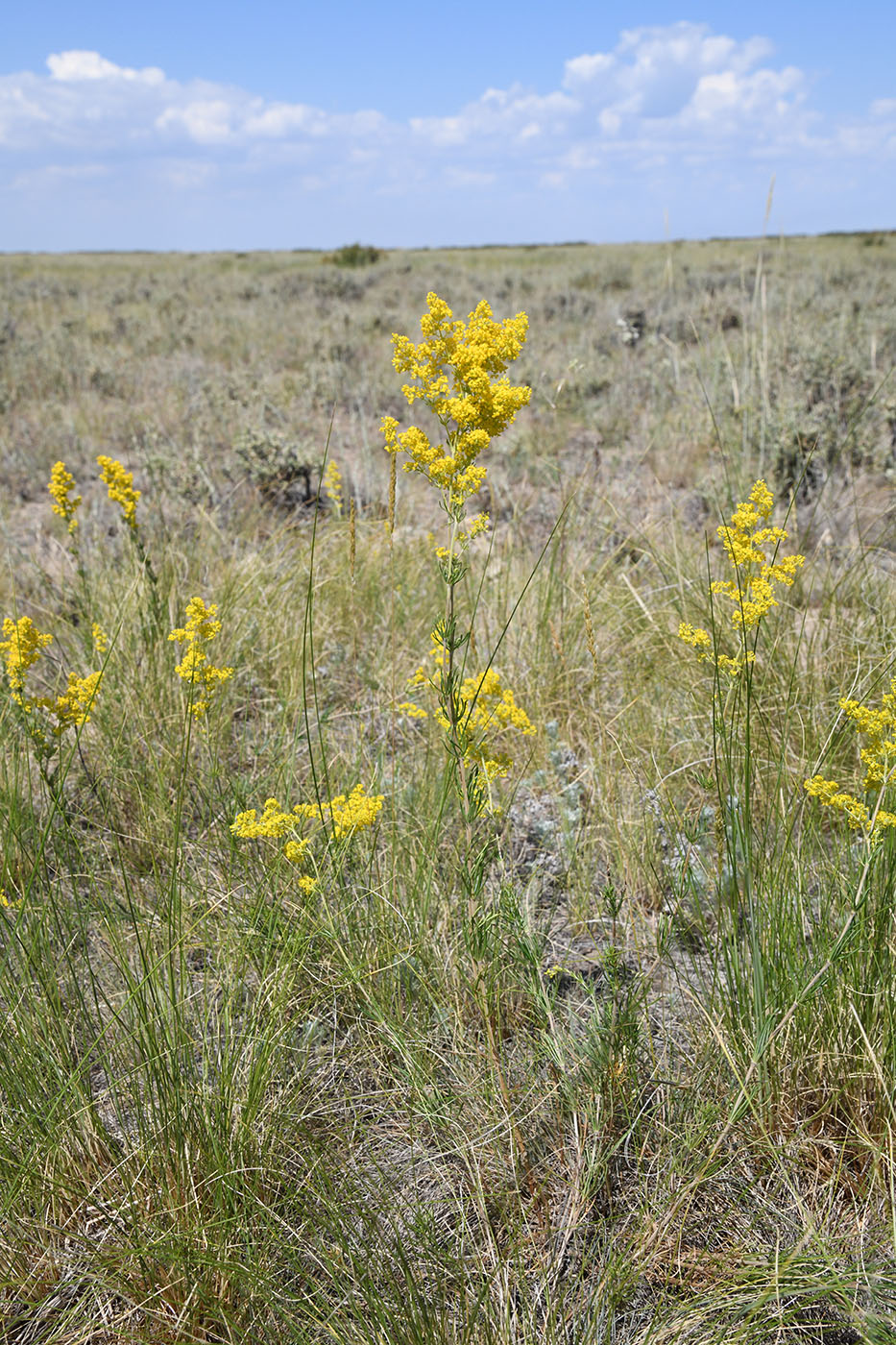 Изображение особи Galium verum.