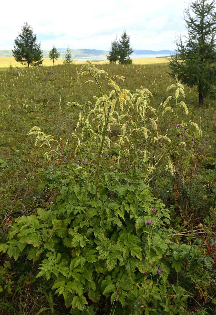 Image of Cimicifuga foetida specimen.