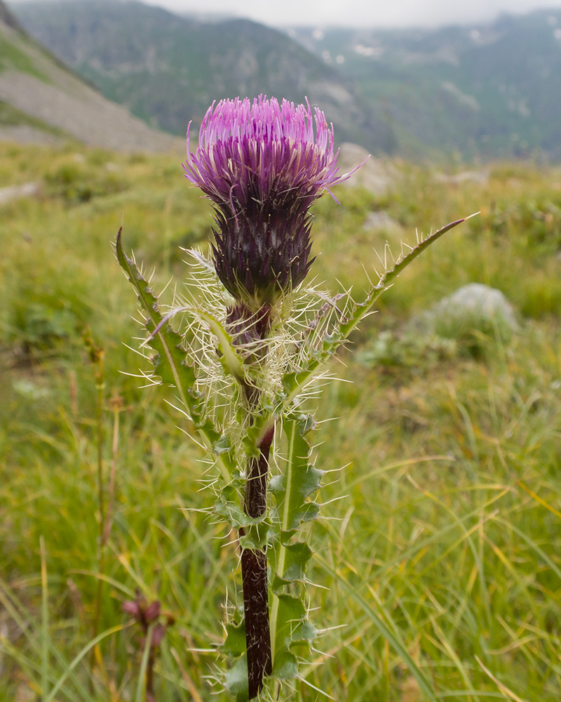 Изображение особи Cirsium simplex.