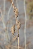 Astragalus chodshenticus. Часть побега с сухими плодами. Узбекистан, Ферганская обл., Язъяванский р-н, Язъяванские пески, частично закреплённые дюны. 15 сентября 2022 г.