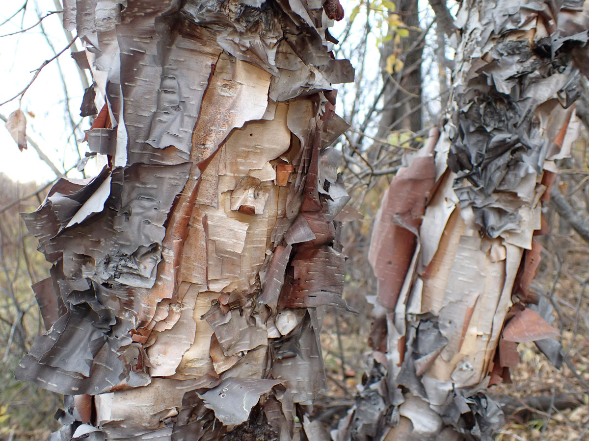Image of Betula dauurica specimen.