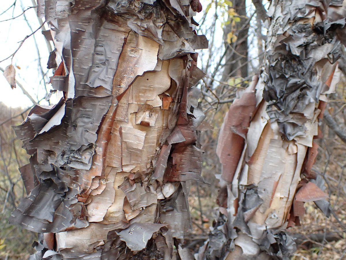 Изображение особи Betula dauurica.