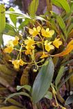 Dendrobium chrysotoxum. Соцветие и листья. Вьетнам, провинция Ламдонг, окр. г. Далат, национальный парк \"Prenn Waterfall\". 27.03.2012.