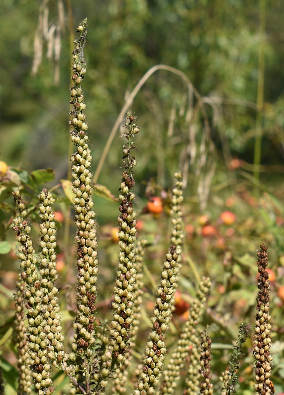 Image of Veronica longifolia specimen.