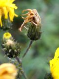 Hieracium umbellatum. Отцветшие соцветия. Камчатский край, г. Петропавловск-Камчатский, Халактырский пляж, приморский луг, мелиоративная канава. 17.08.2022.