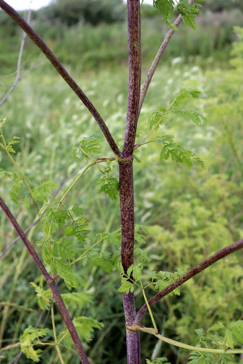 Изображение особи Conium maculatum.