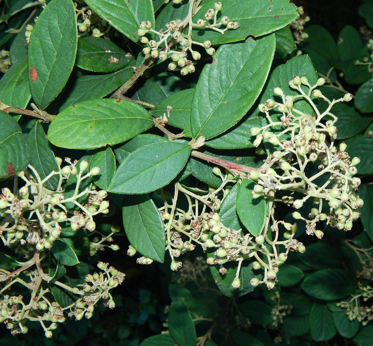 Image of Cotoneaster nummularius specimen.