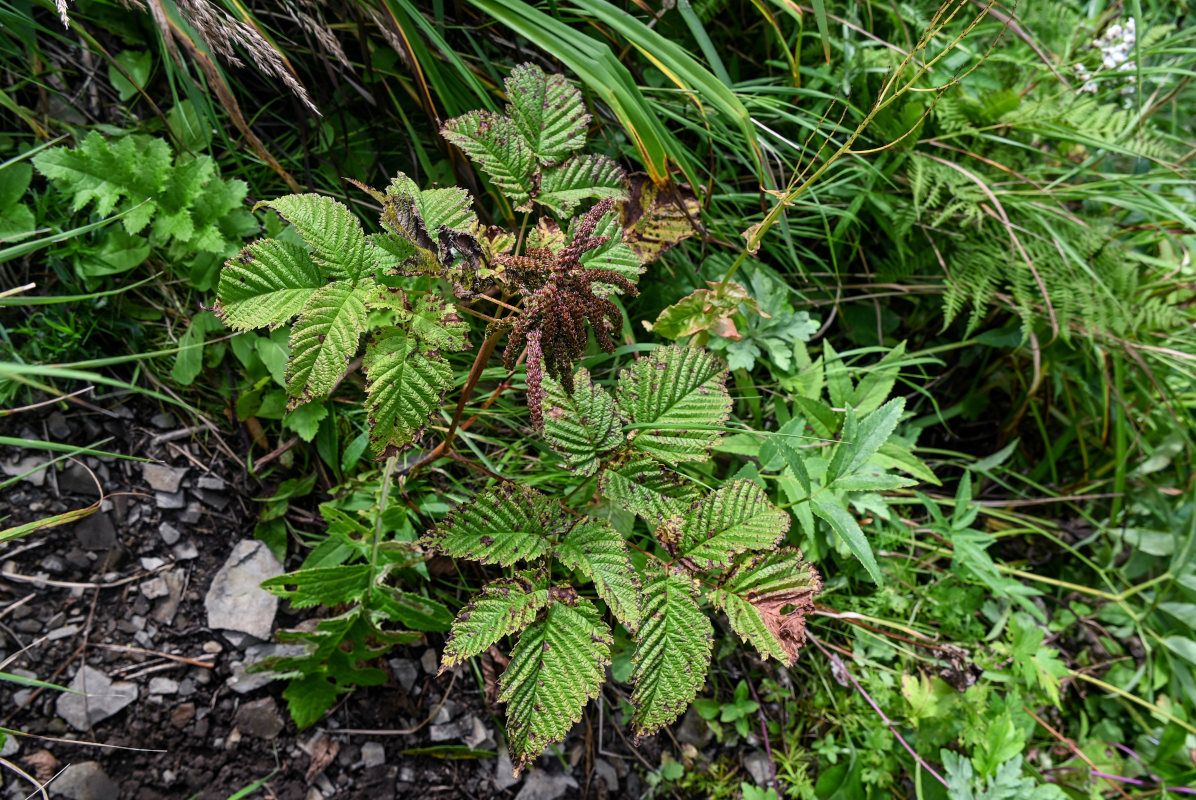 Image of Aruncus dioicus specimen.