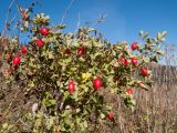 Rosa pulverulenta. Ветки с плодами. Адыгея, Кавказский биосферный заповедник, ур. Яворова Поляна, ≈ 1900 м н.у.м., субальпийский луг. 17.10.2015.