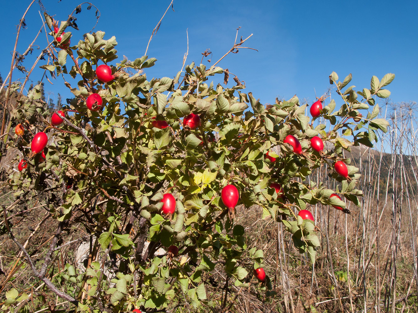 Image of Rosa pulverulenta specimen.