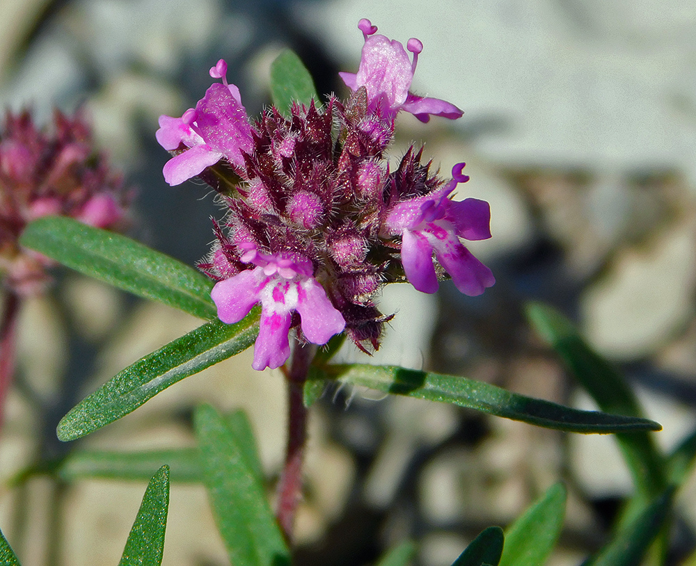 Image of Thymus elenevskyi specimen.