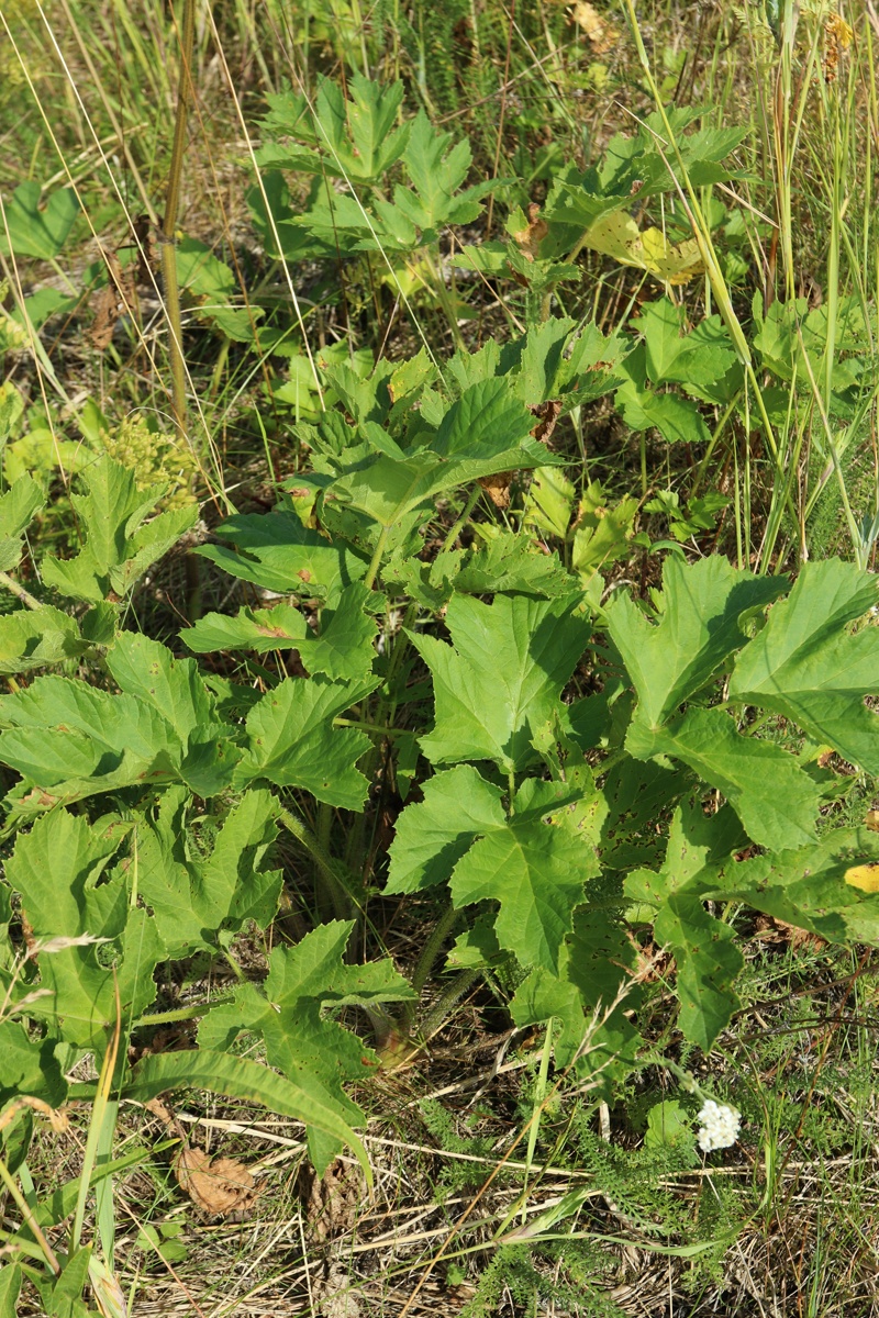 Image of Heracleum sibiricum specimen.