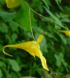 Impatiens maackii