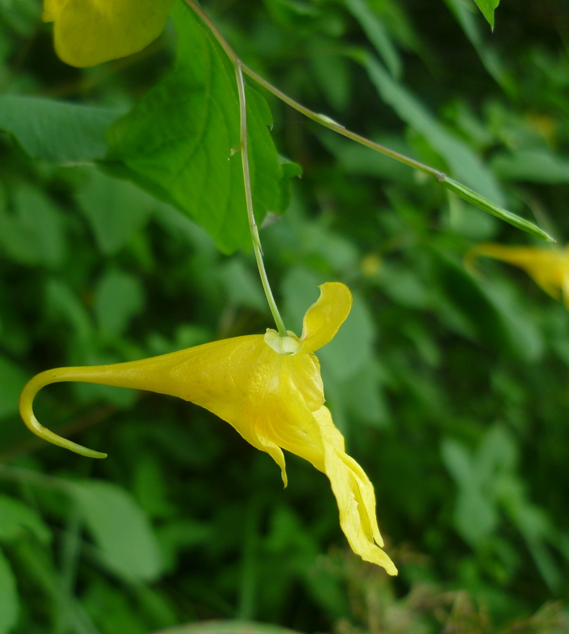 Изображение особи Impatiens maackii.