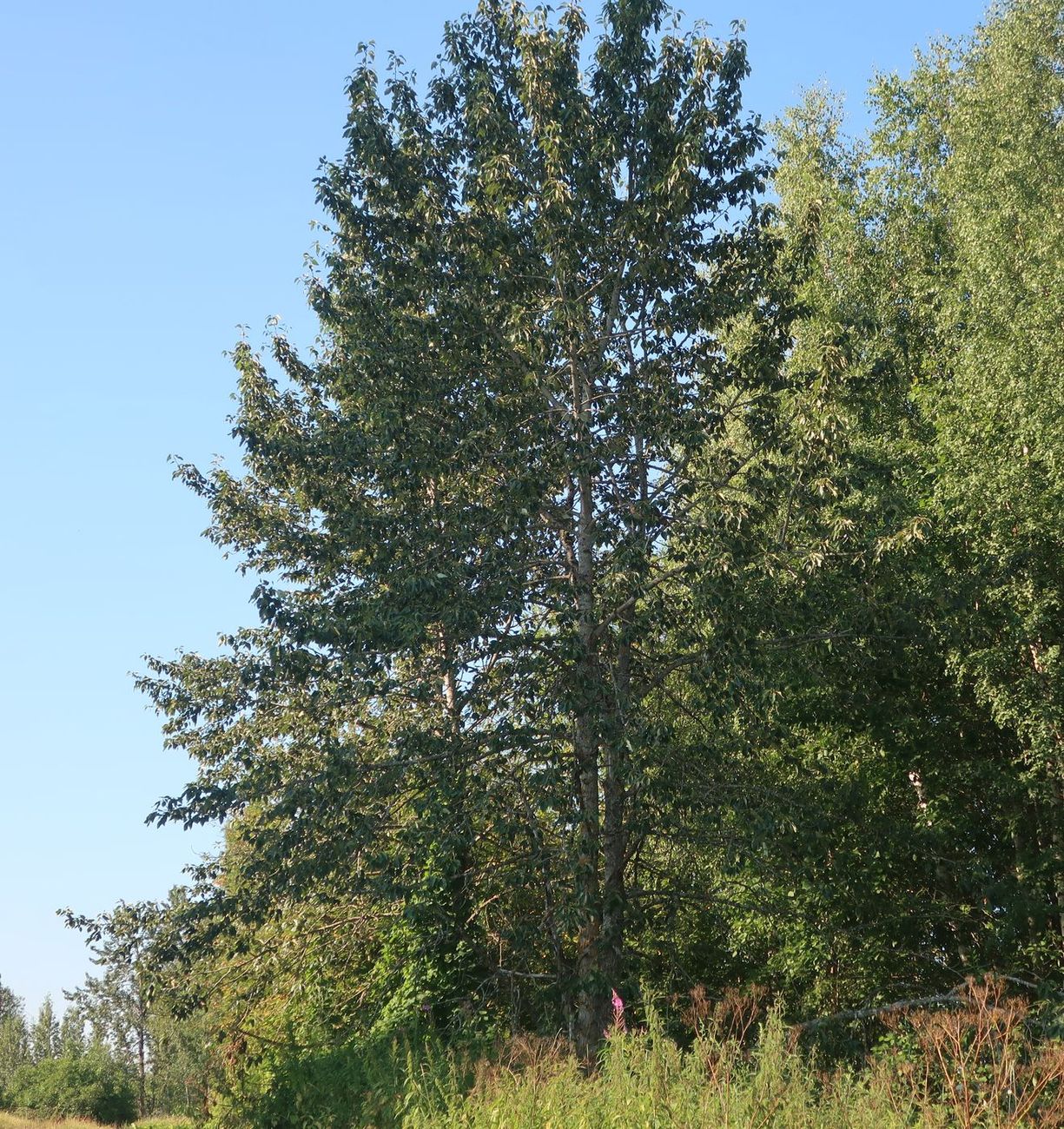 Изображение особи Populus longifolia.