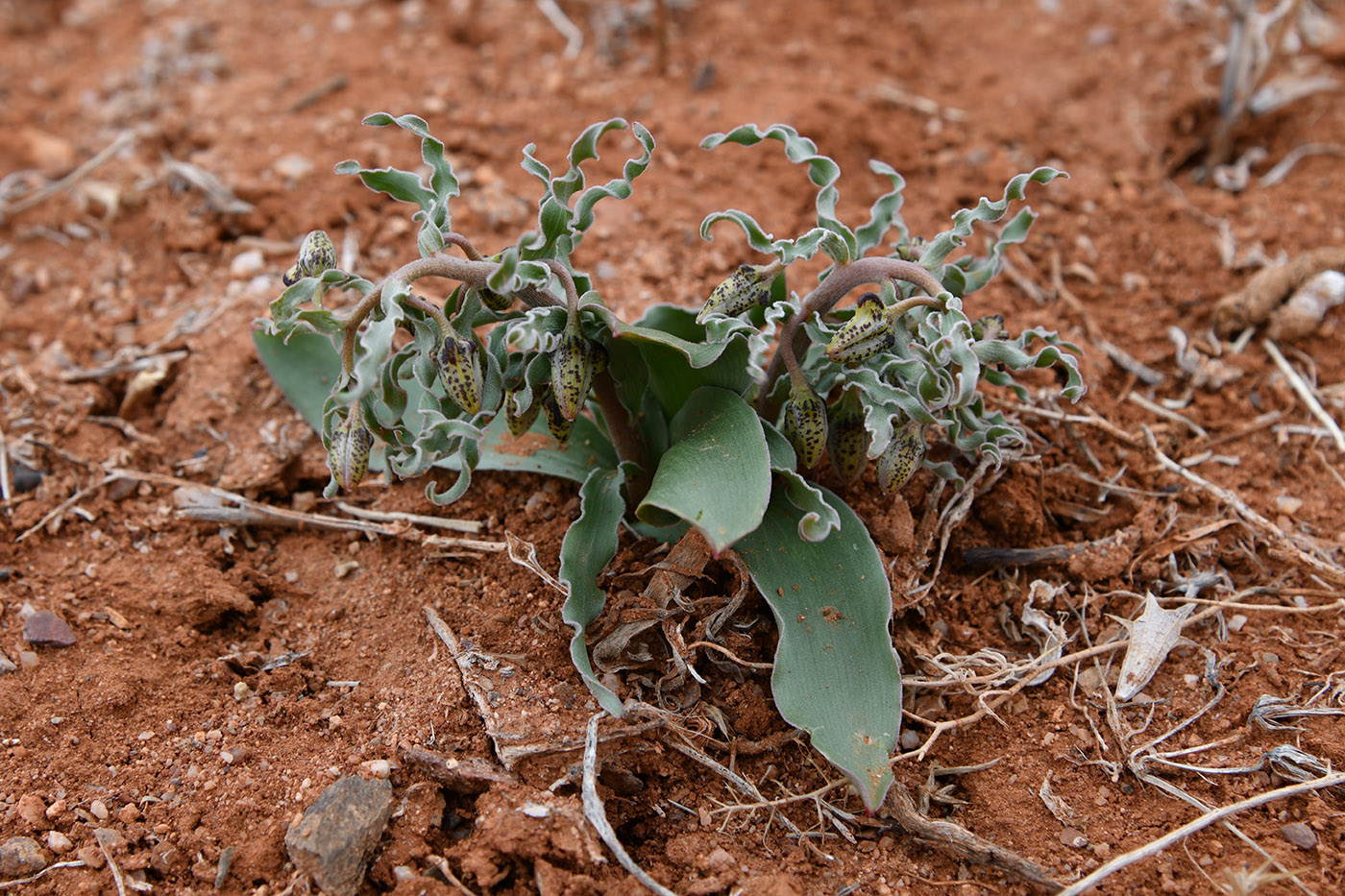 Изображение особи Rhinopetalum karelinii.