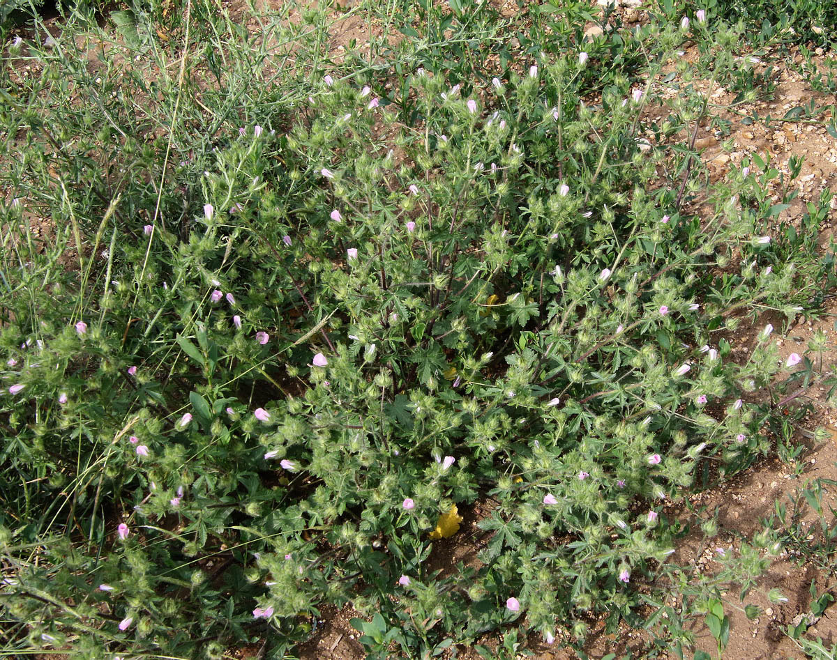 Image of Malva setigera specimen.