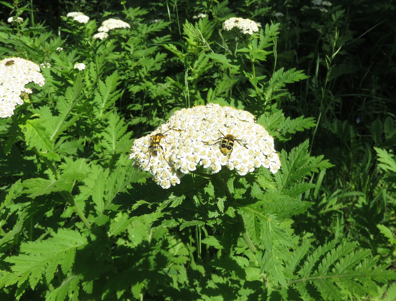 Изображение особи Pyrethrum macrophyllum.