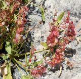 Rumex cyprius