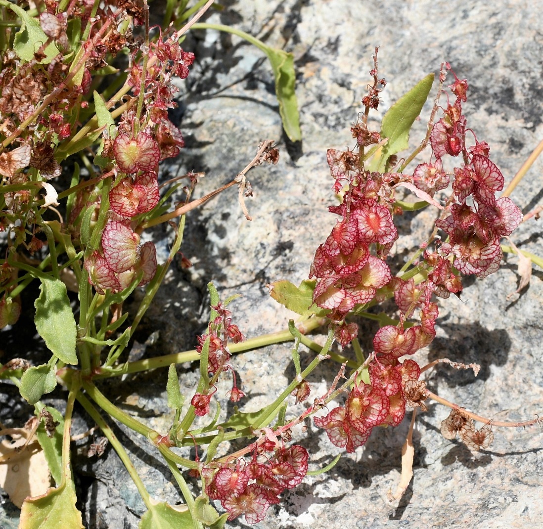 Изображение особи Rumex cyprius.