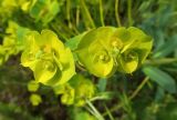 Euphorbia stepposa