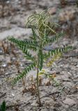 Pseudosophora alopecuroides