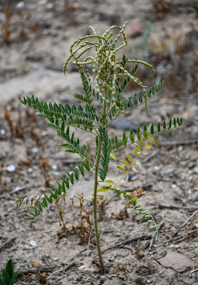 Image of Pseudosophora alopecuroides specimen.