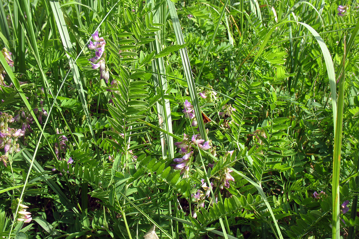 Image of Vicia cassubica specimen.