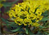 Euphorbia cyparissias