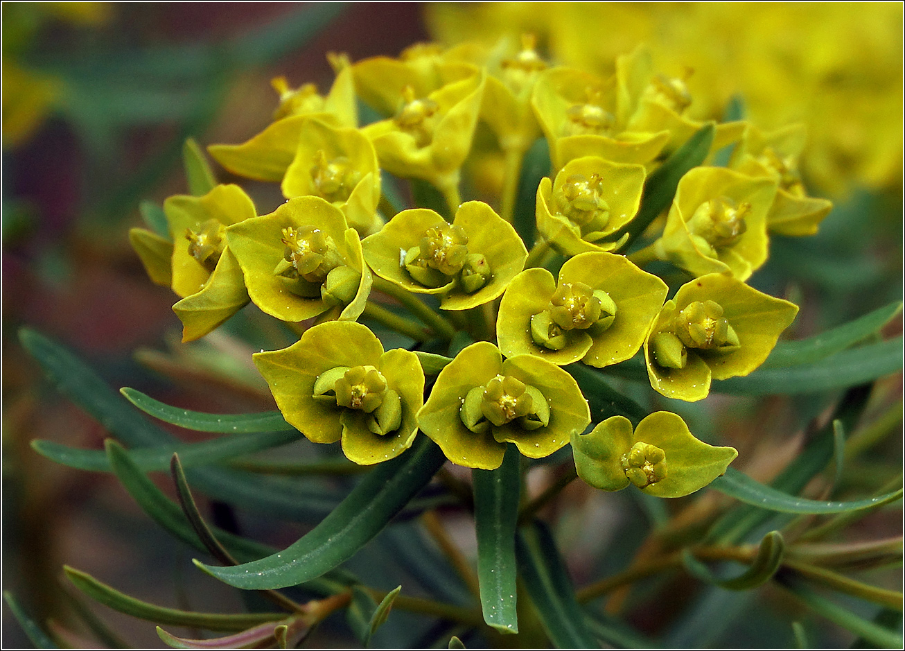 Изображение особи Euphorbia cyparissias.