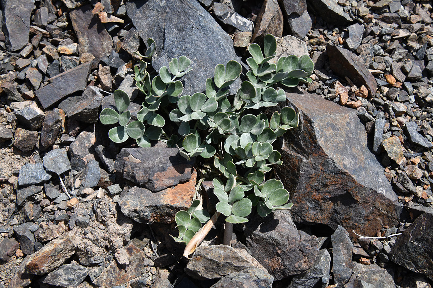 Image of Chesneya dshungarica specimen.