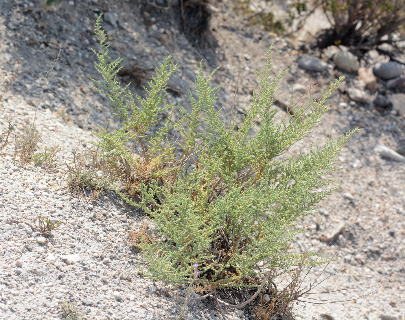 Изображение особи род Salsola.