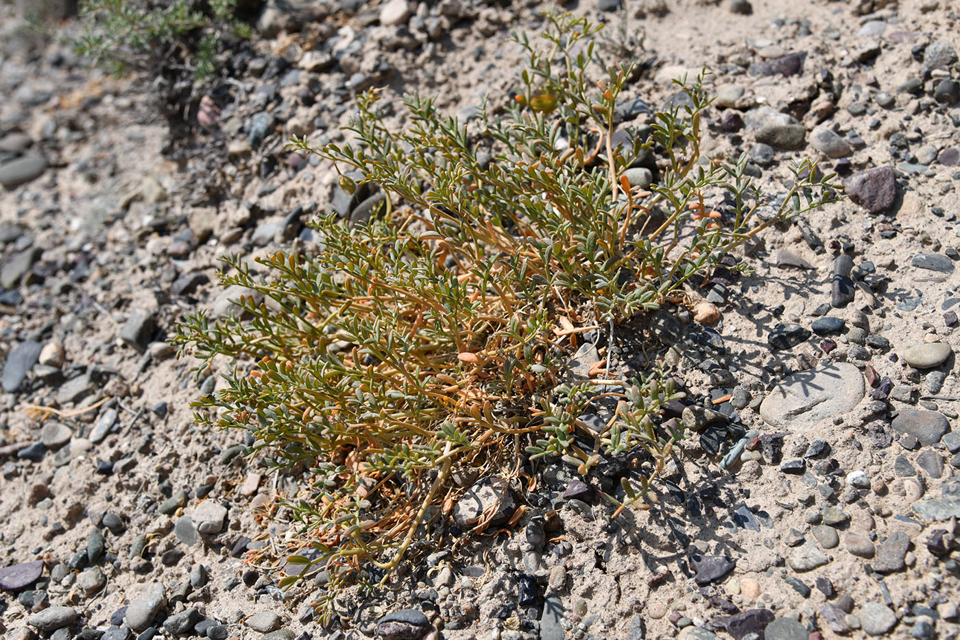 Image of Zygophyllum kegense specimen.