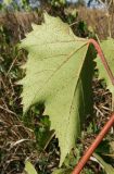 Vitis riparia